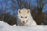 SIBERIAN HUSKY 728